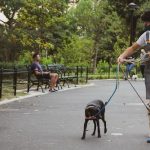5 Ways Bark Collars Can Improve Your Daily Walks with Your Dog