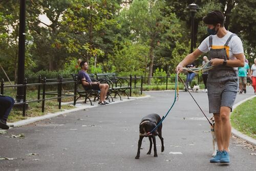 5 Ways Bark Collars Can Improve Your Daily Walks with Your Dog